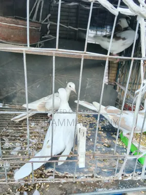 4 pieces of dove birds for sale