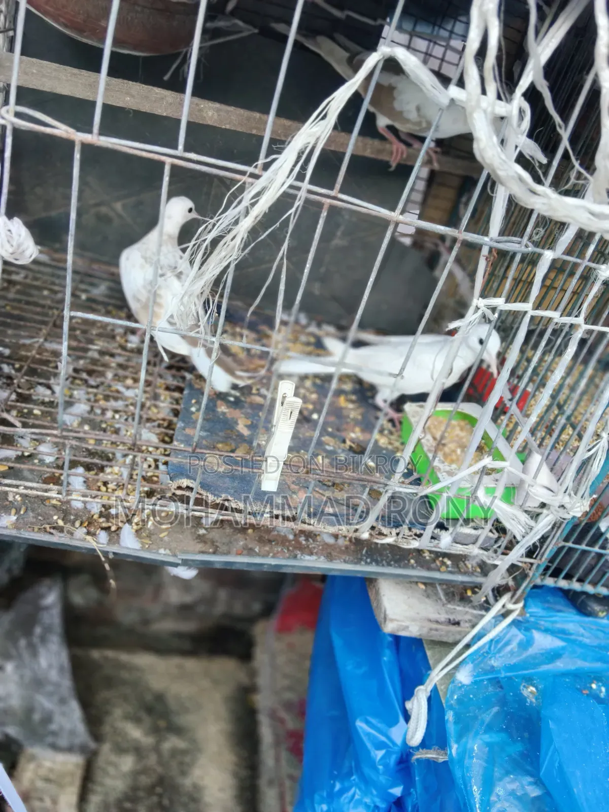 4 pieces of dove birds for sale