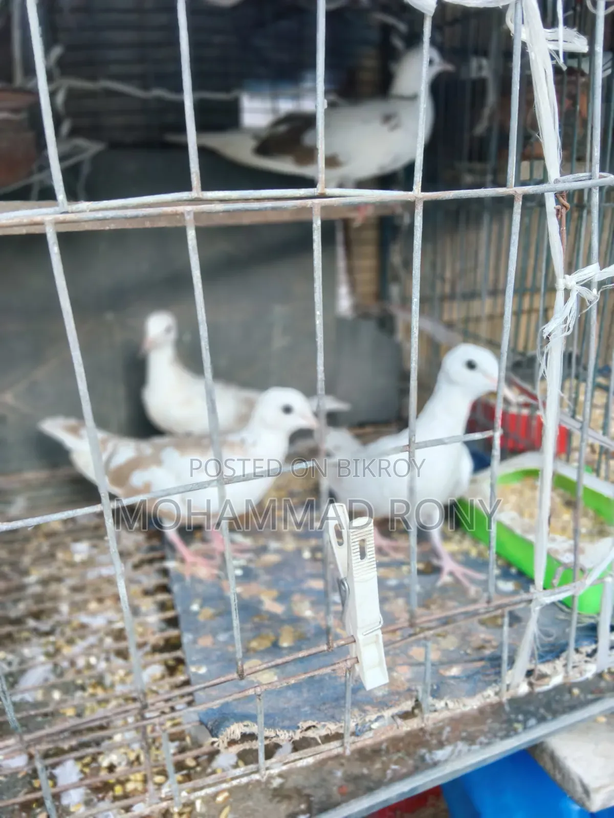 4 pieces of dove birds for sale