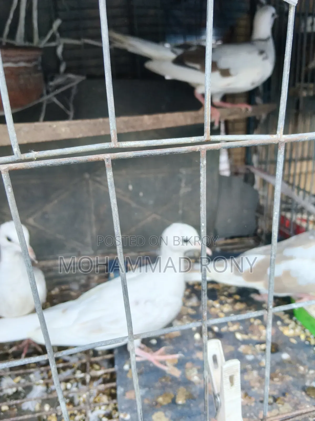 4 pieces of dove birds for sale