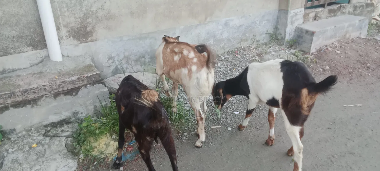 Local Goat for Sale