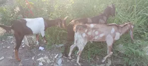 Local Goat for Sale