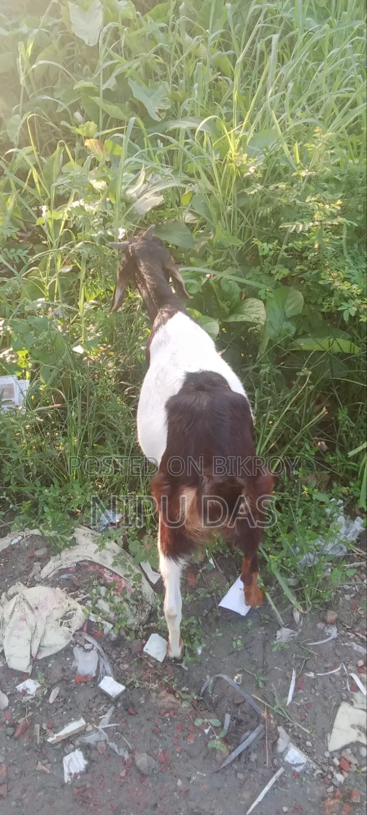 Local Goat for Sale