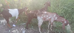 Local Goat for Sale