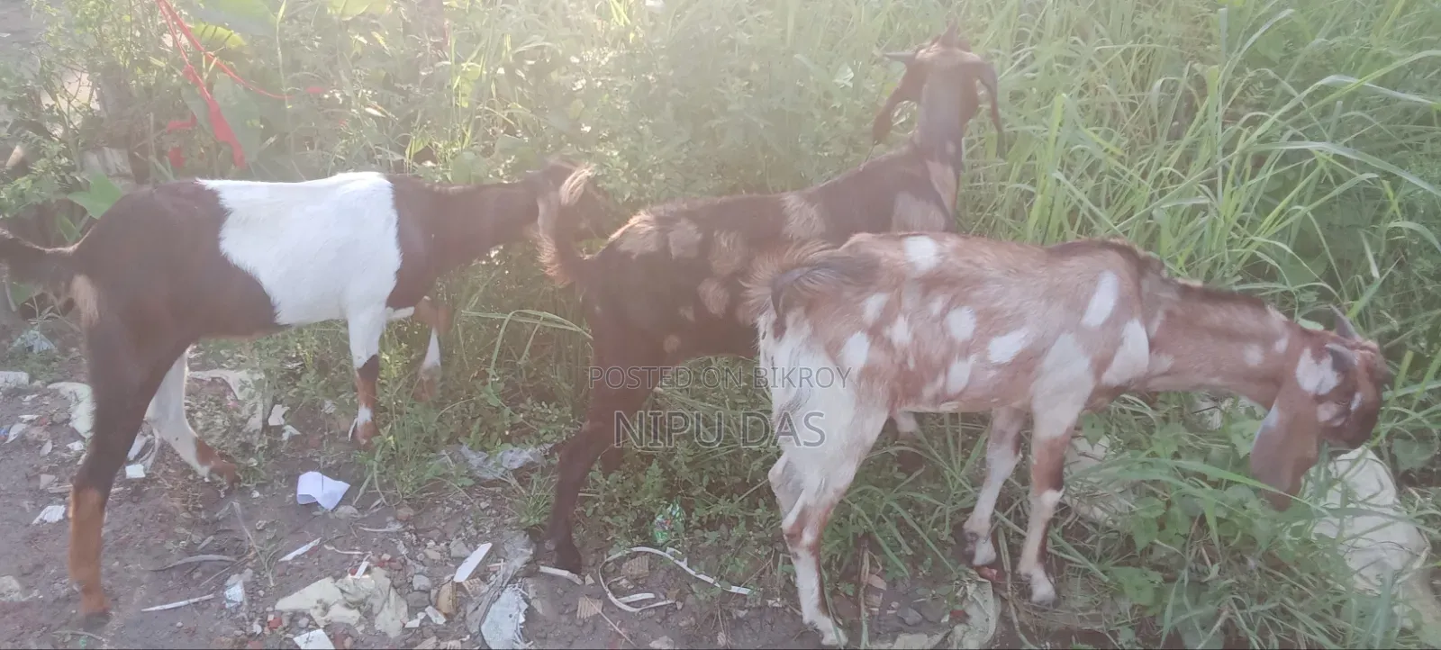 Local Goat for Sale