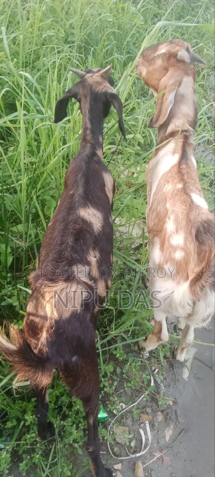 Local Goat for Sale