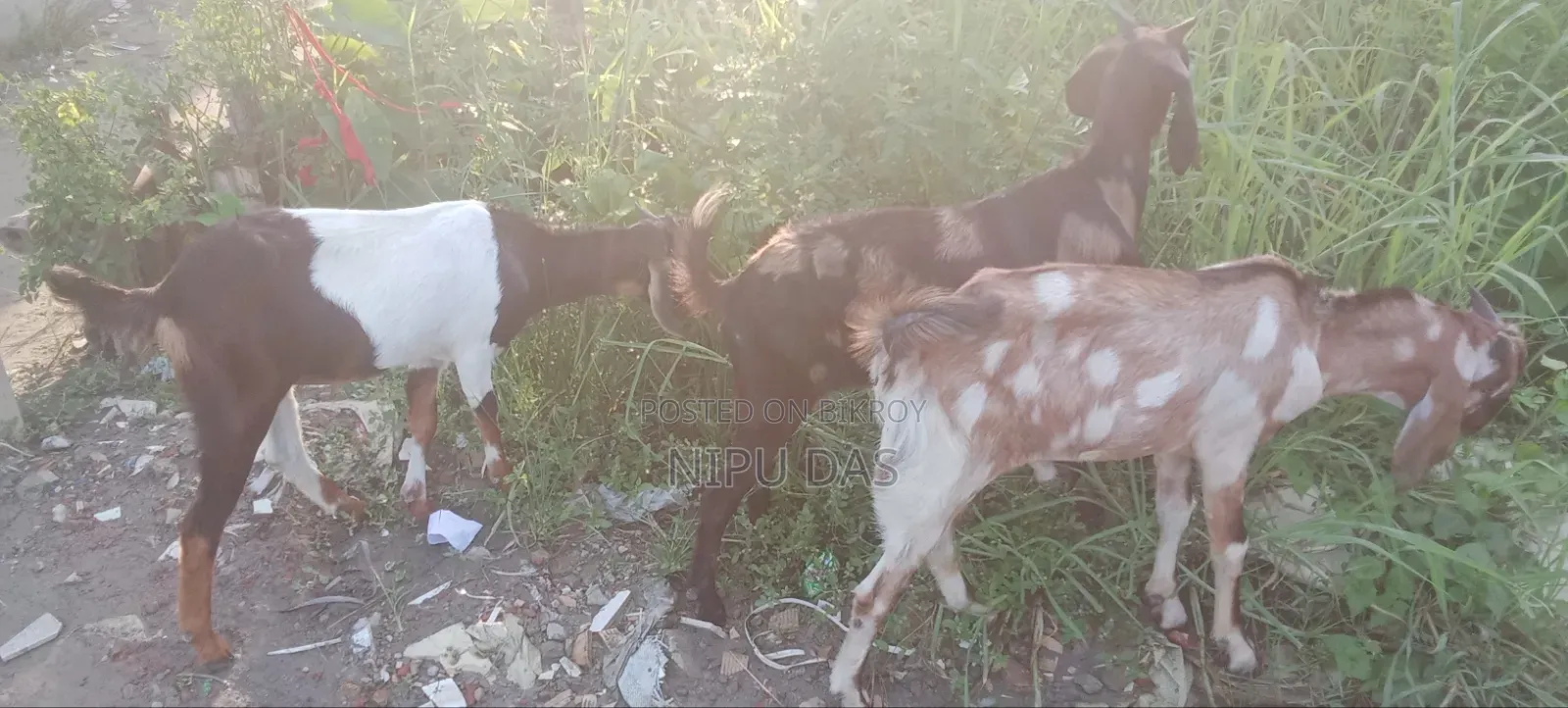 Local Goat for Sale