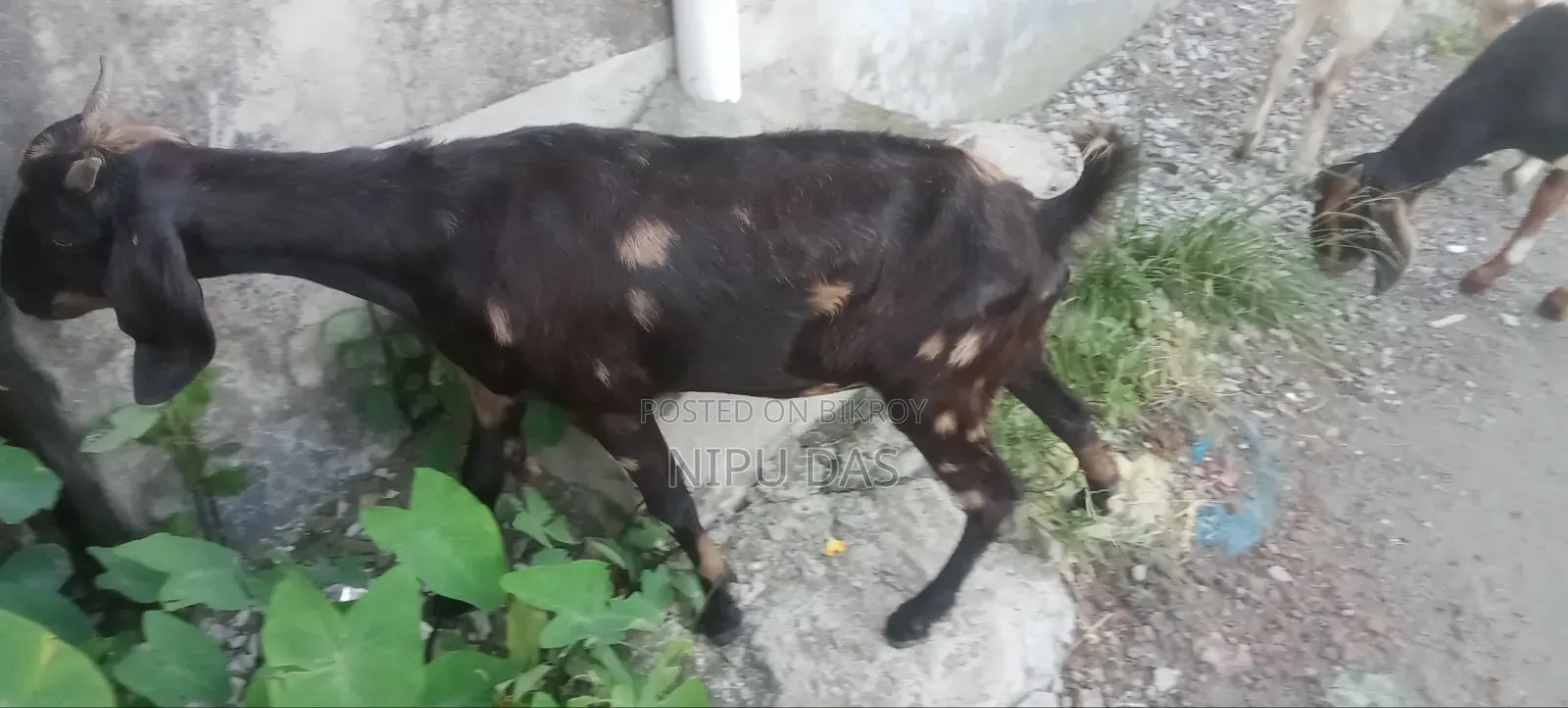 Local Goat for Sale