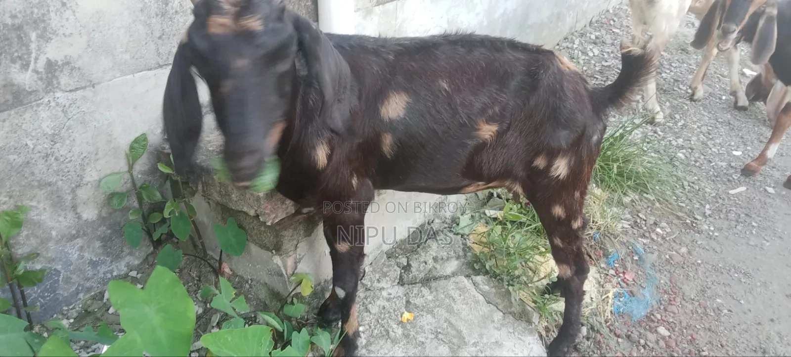 Local Goat for Sale