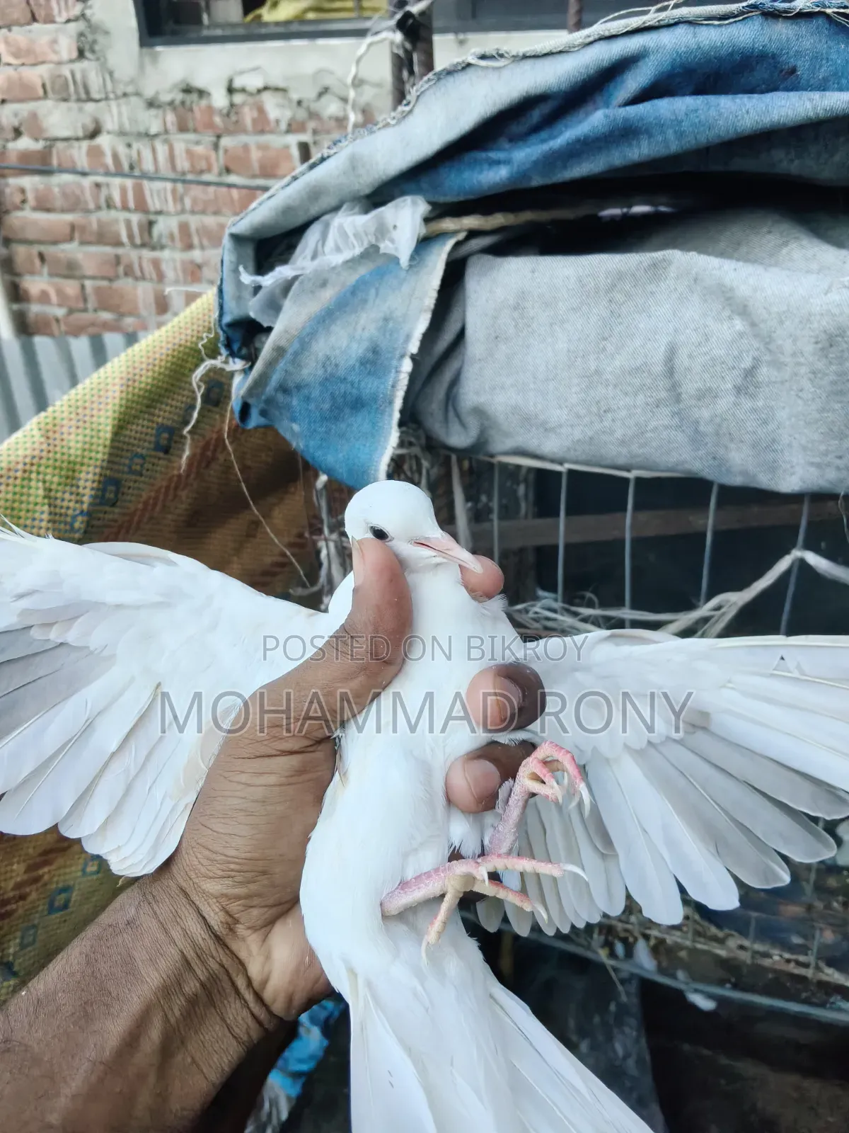 4 pieces of dove birds for sale