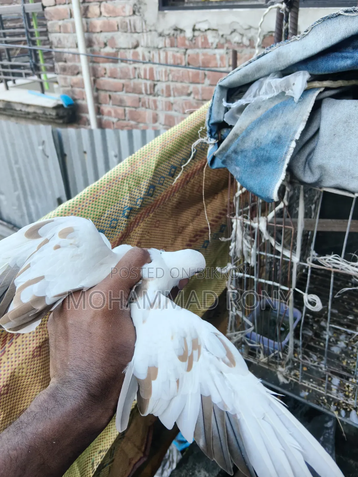 4 pieces of dove birds for sale