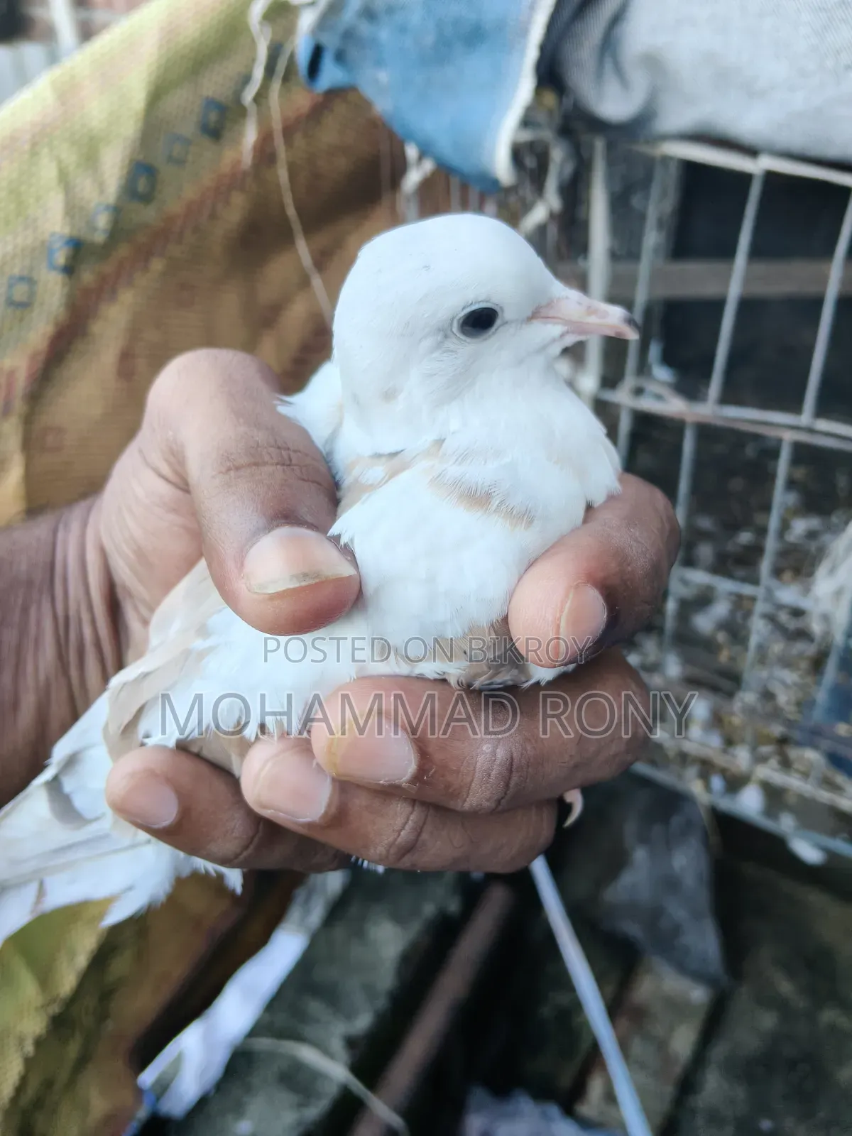 4 pieces of dove birds for sale
