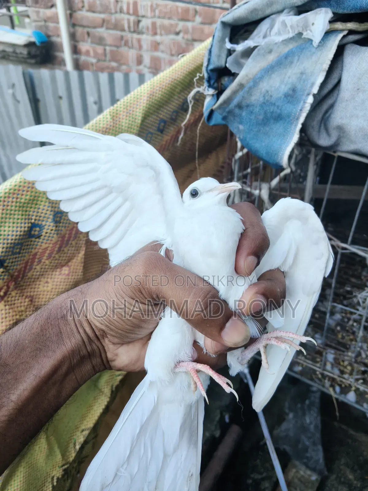4 pieces of dove birds for sale