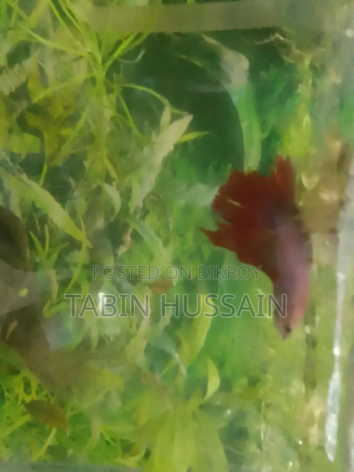 13 Pcs Dambo Mosaic Guppy With Free Plants and One Rose Tail Betta