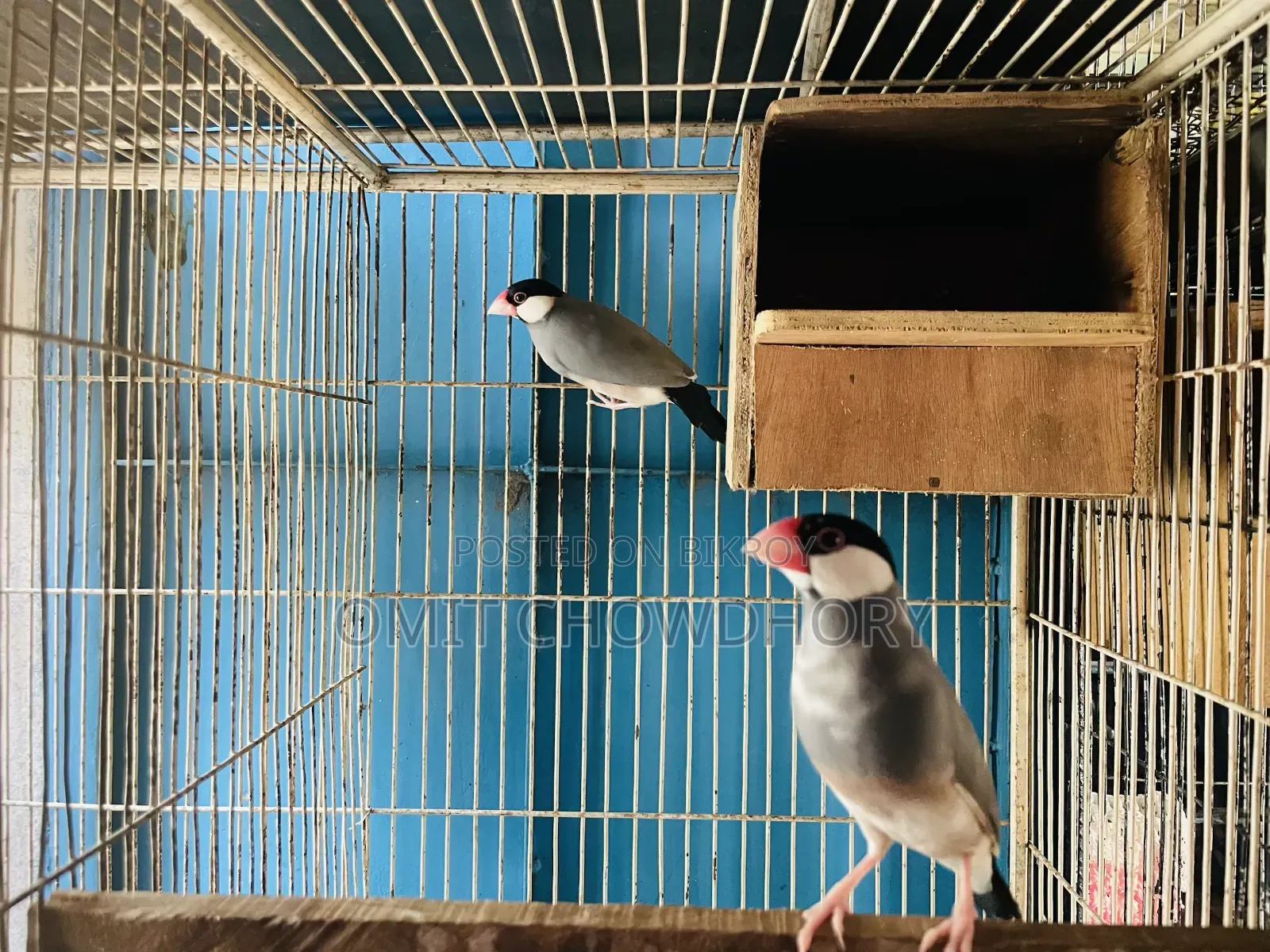 জাভা পাখি বিক্রয়ের জন্য