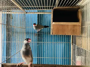 জাভা পাখি বিক্রয়ের জন্য