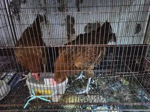 Tiger Chicken