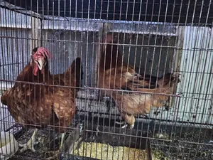 Tiger Chicken