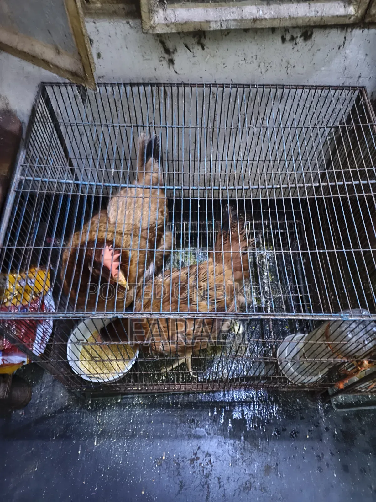 Tiger Chicken