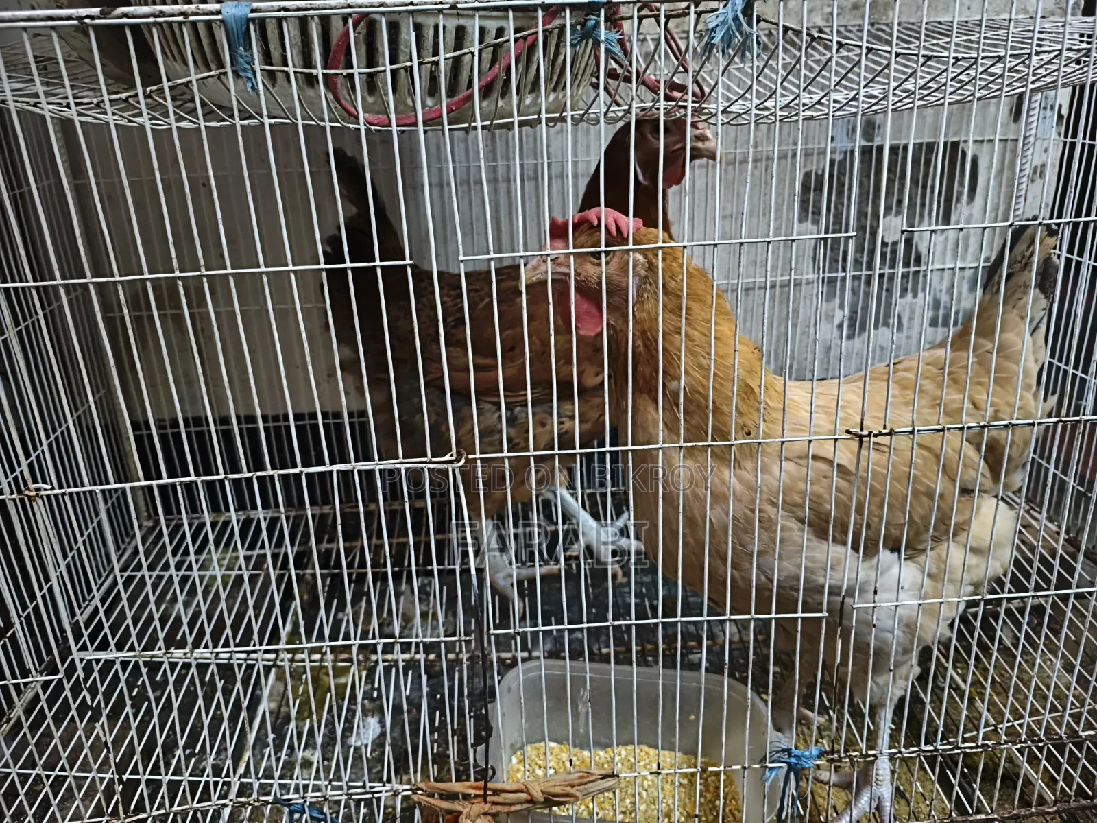 Tiger Chicken
