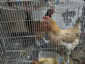 Tiger Chicken