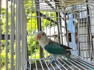 লাভ বার্ড বিক্রির জন্য