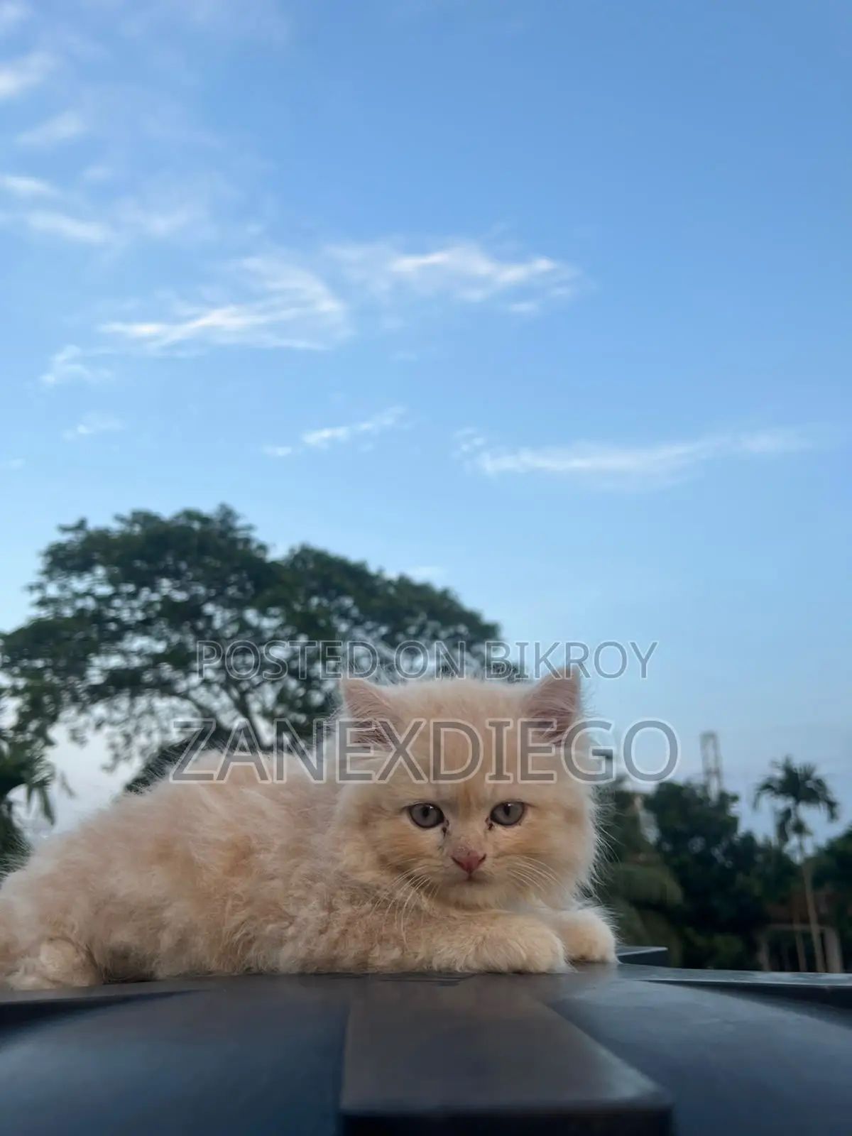 ১-৩ মাসের ফিমেল পিওরব্রেড পার্সিয়ান