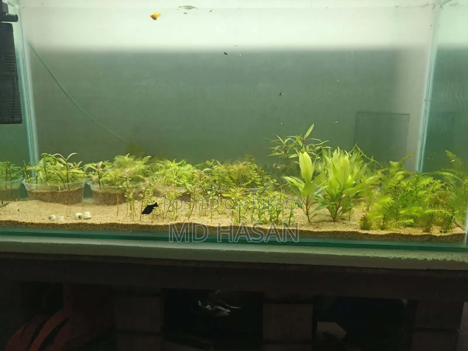 Fish Aquarium