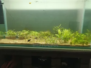 Fish Aquarium
