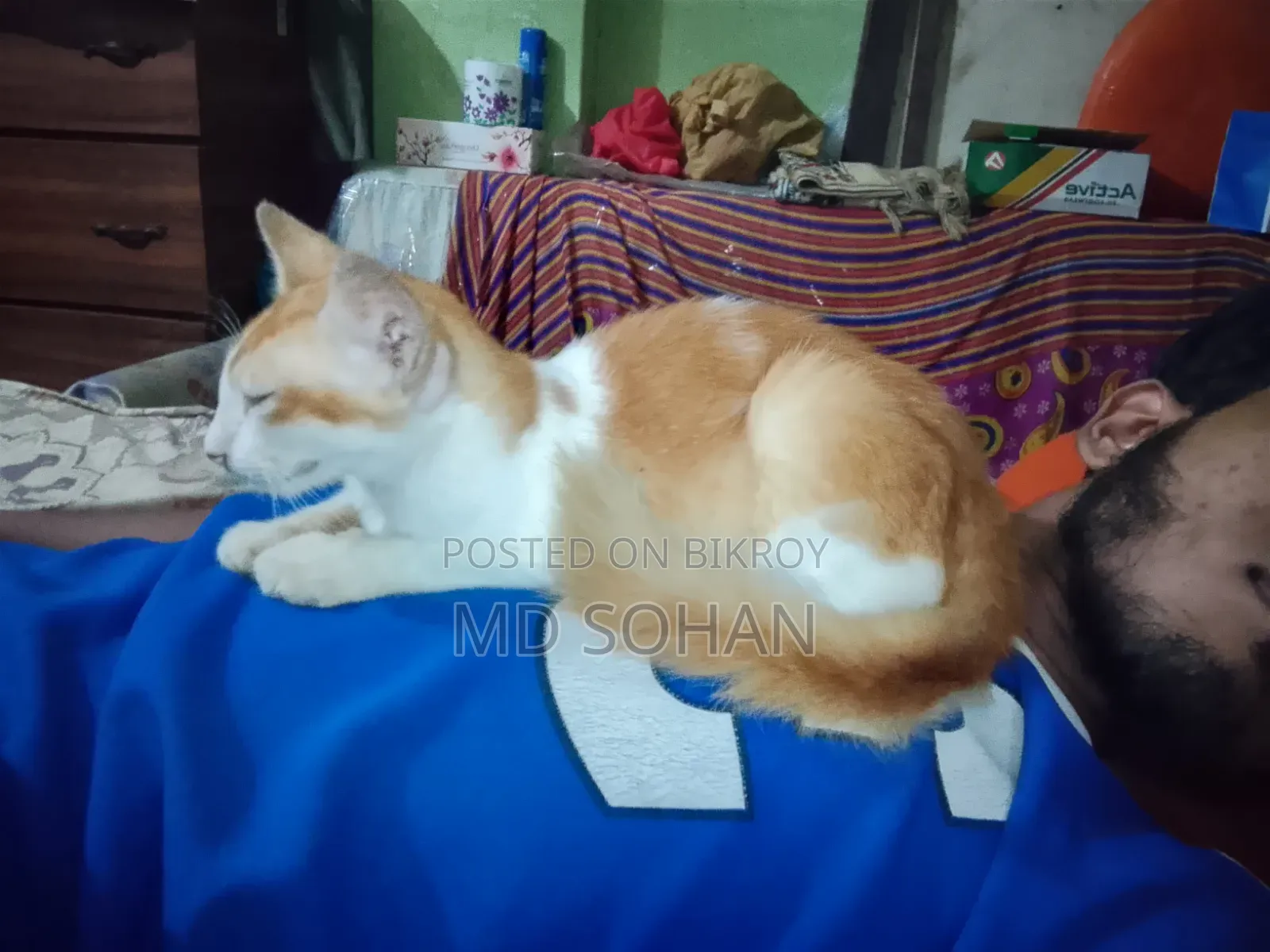 3-6 months Female Mixed Breed Persian
