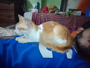 ৩-৬ মাসের ফিমেল মিক্সড ব্রিড পার্সিয়ান