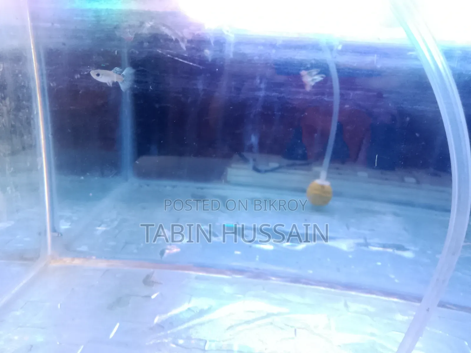13 Pcs Dambo Mosaic Guppy With Free Plants and One Rose Tail Betta