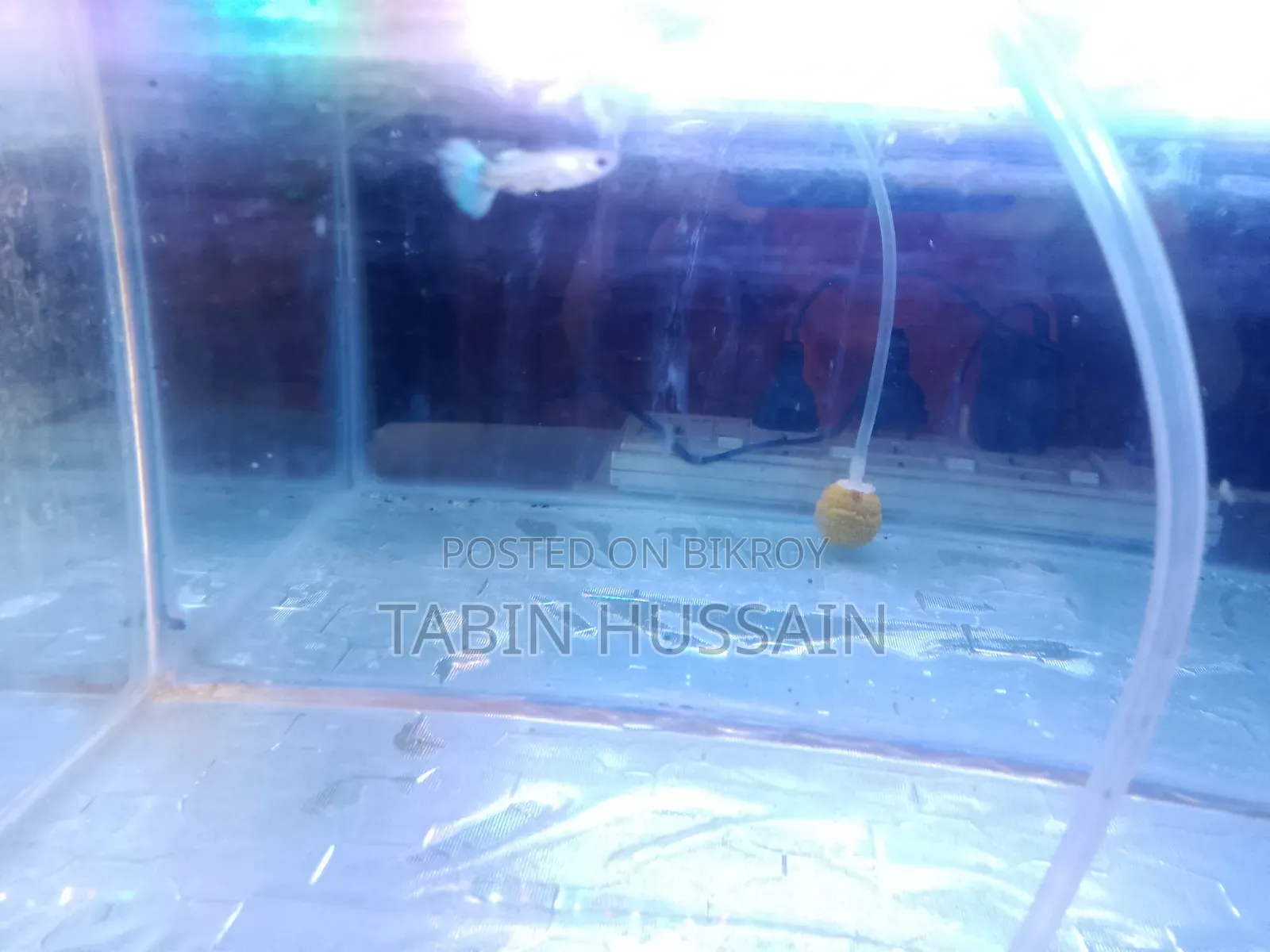13 Pcs Dambo Mosaic Guppy With Free Plants and One Rose Tail Betta
