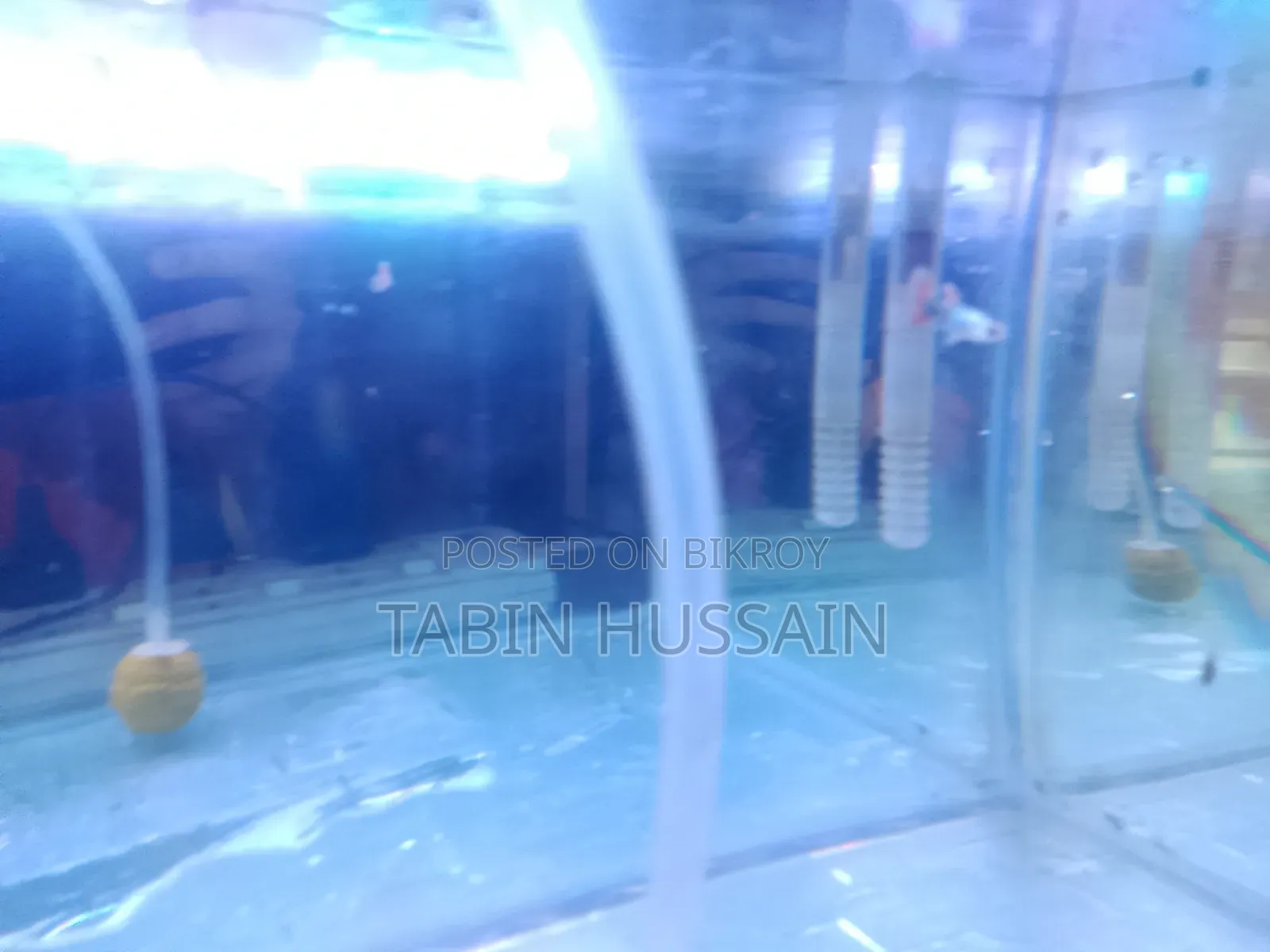 13 Pcs Dambo Mosaic Guppy With Free Plants and One Rose Tail Betta