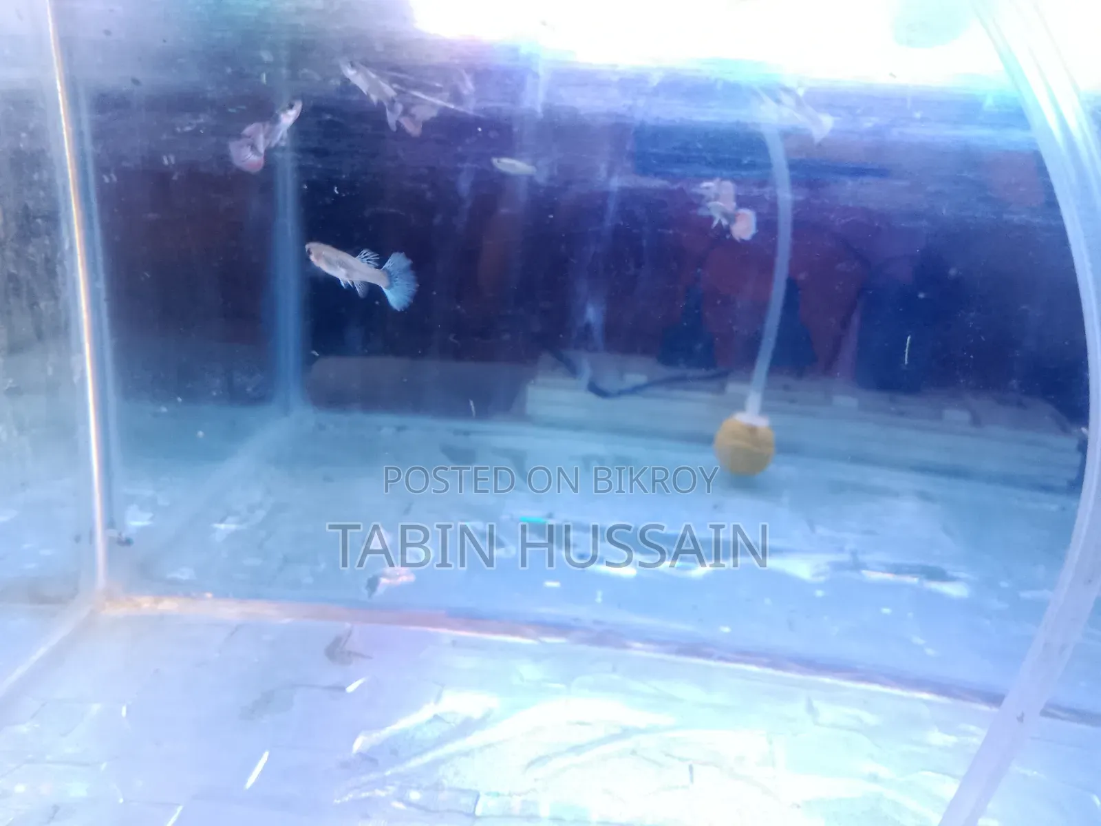 13 Pcs Dambo Mosaic Guppy With Free Plants and One Rose Tail Betta