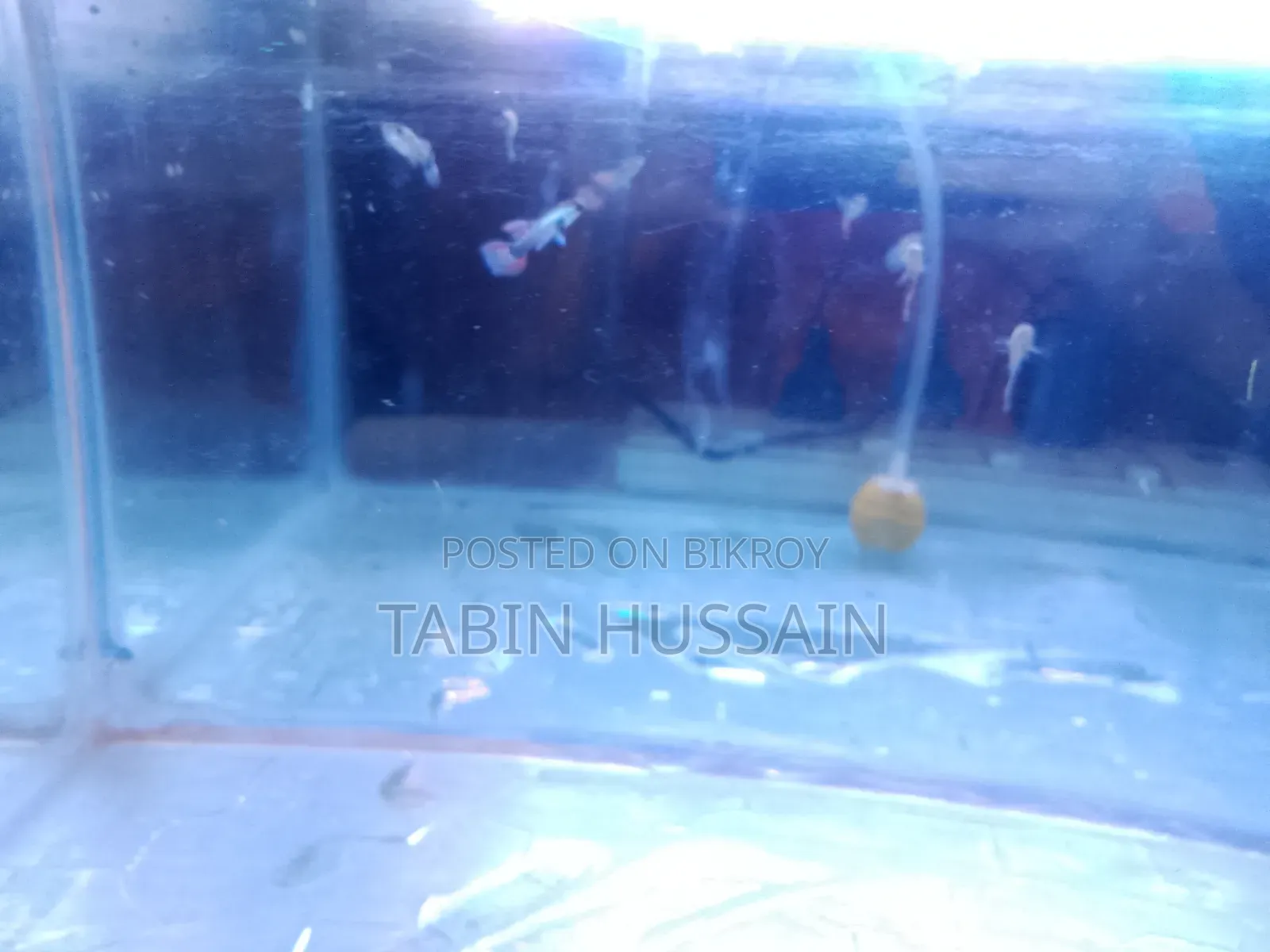 13 Pcs Dambo Mosaic Guppy With Free Plants and One Rose Tail Betta