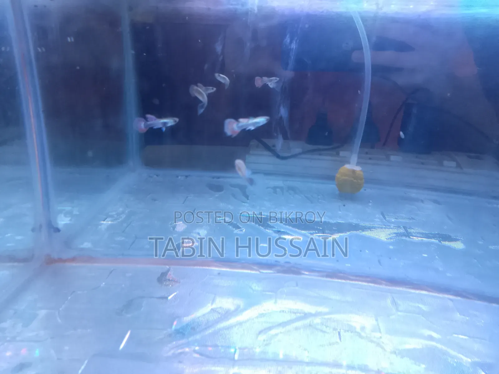 13 Pcs Dambo Mosaic Guppy With Free Plants and One Rose Tail Betta
