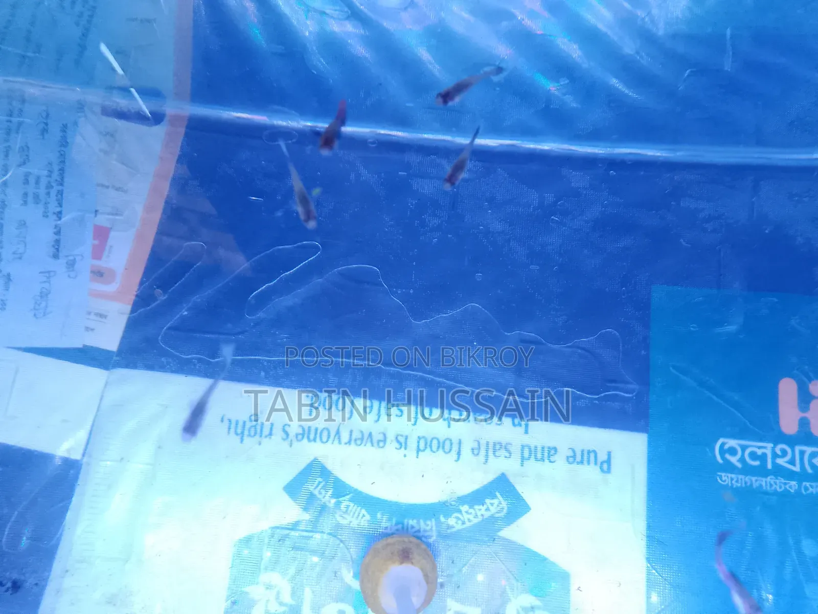13 Pcs Dambo Mosaic Guppy With Free Plants and One Rose Tail Betta