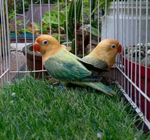 Love Bird New