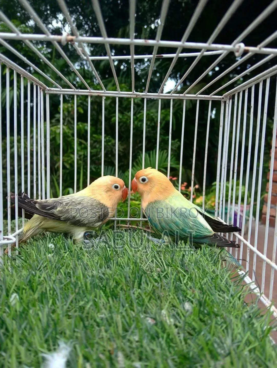Love Bird New