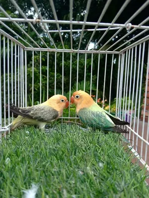 Love Bird New