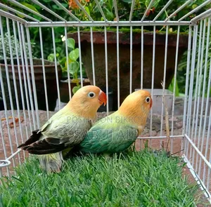 Love Bird New