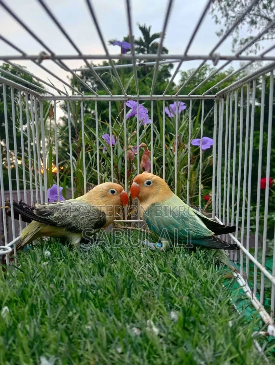 Love Bird New