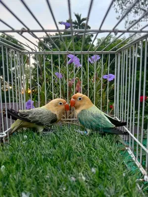 Love Bird New