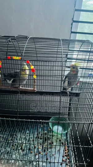 Cockatiel Bird