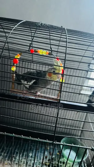 Cockatiel Bird