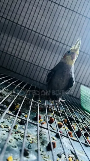 Cockatiel Bird