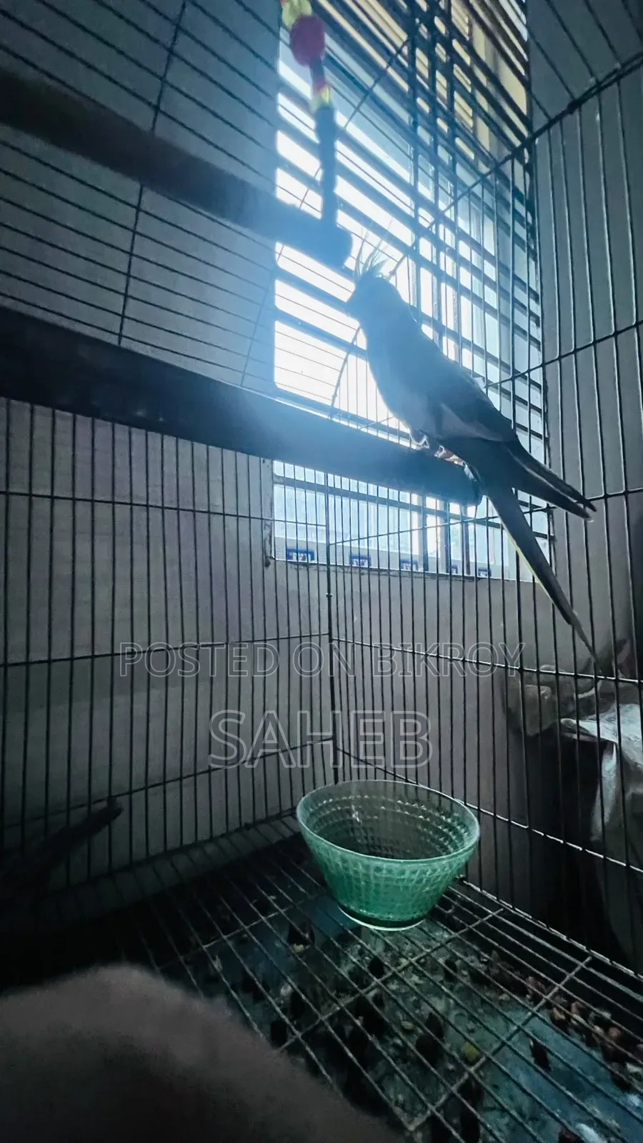 Cockatiel Bird