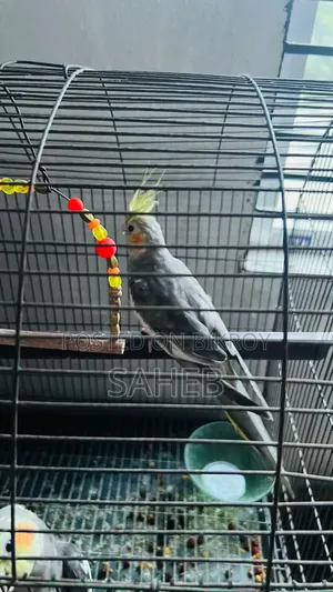 Cockatiel Bird