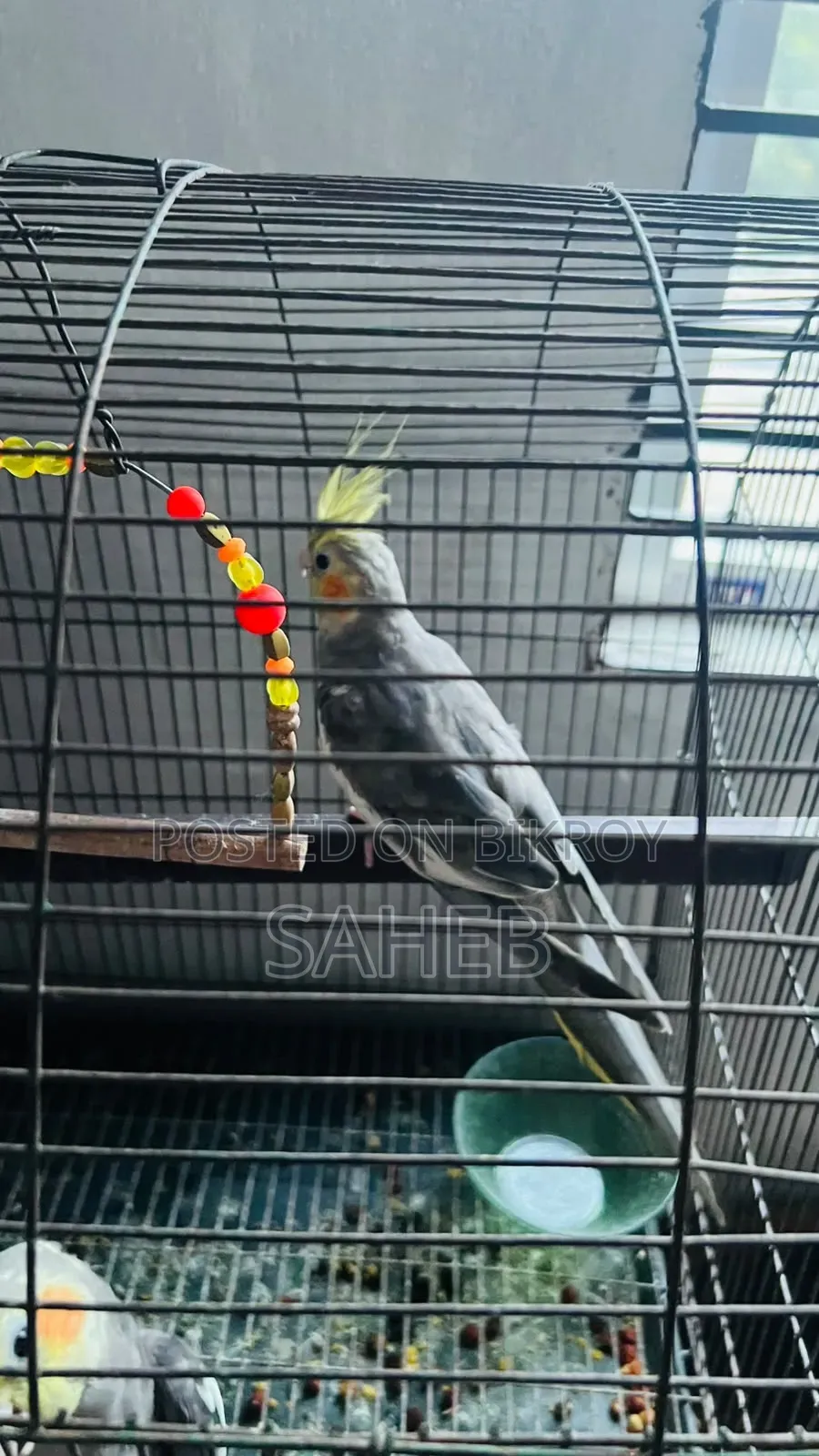 Cockatiel Bird